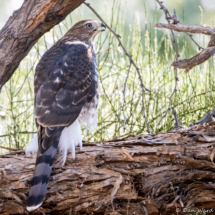 Cooper's Hawk-30