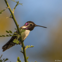Costas Hummingbird-Male-06