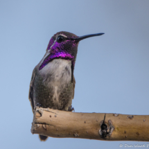 Costas Hummingbird-Male-07