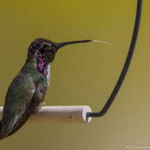 Costas Hummingbird-Male-09