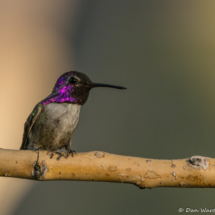Costas Hummingbird-Male-11