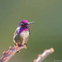 Costas Hummingbird-Male-18