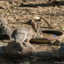 Desert Cottontail Rabbit-01 (2)