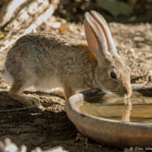 Desert Cottontail Rabbit-01