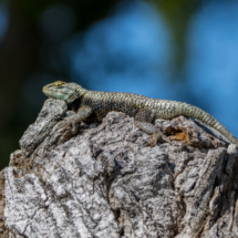 Desert Spiny Lizard-05