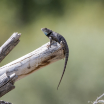 Desert Spiny Lizard-07