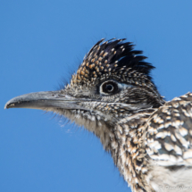 Eye of a Roadrunner-01