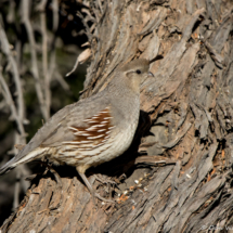 Gambel's Quail-Female-02