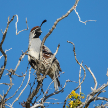 Gambel's Quail-Male-02
