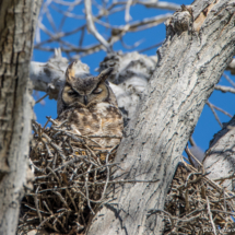 Great Horned Owl-01