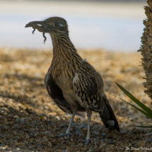 Greater Roadrunner with Lizard-01