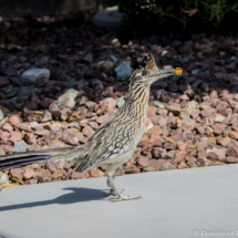 Greater Roadrunner with Wasp-01