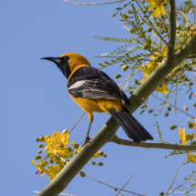 Hooded Oriole-Male-06