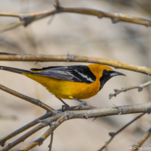 Hooded Oriole-Male-08