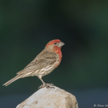 House Finch-Male-06