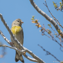 Lawrence's Goldfinch-Female-03