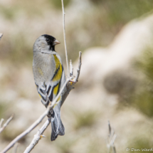 Lawrence's Goldfinch-Male-01