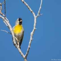 Lawrence's Goldfinch-Male-03