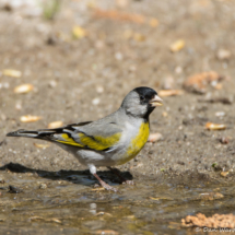 Lawrence's Goldfinch-Male-03