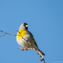 Lawrence's Goldfinch-Male-05