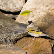Lawrence's Goldfinch-Male-14