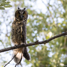 Long Eared Owl-11