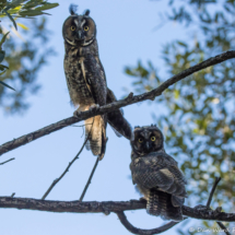 Long Eared Owls-06