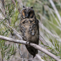 Long-eared Owl-08