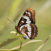 Lorquin's Admiral-Butterfly-02