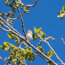 Lucy's Warbler-01