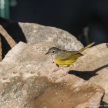 MacGillivray's Warbler-Female-02
