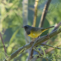 MacGillivray's Warbler-Male-02