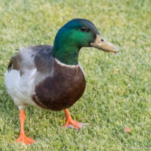 Mallard Duck-Male-02