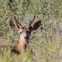 Mule Deer-Young Buck