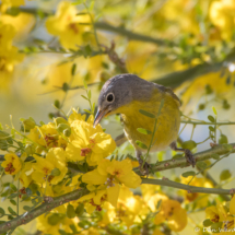 Nashville Warbler-02