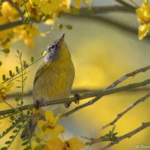 Nashville Warbler-04