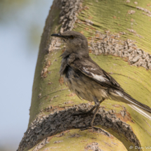 Northern Mockingbird-01