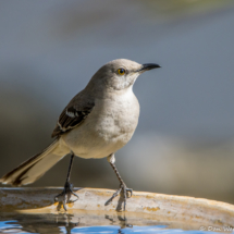 Northern Mockingbird-02