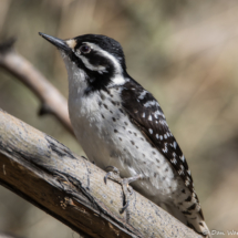 Nuttall's Woodpecker-Female-05