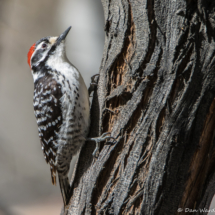 Nuttall's Woodpecker-Male-03