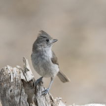 Oak Titmouse-07