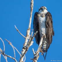 Osprey-01