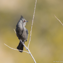 Phainopepla-Female-01