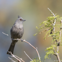 Phainopepla-Female-04