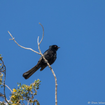 Phainopepla-Male-01