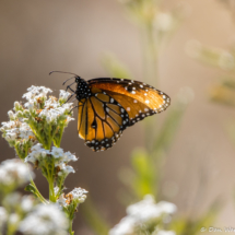 Queen Butterfly-01