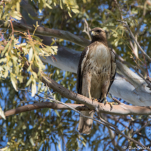 Red-tailed Hawk-02