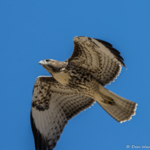 Red-tailed Hawk in Flight-02