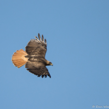 Red-tailed Hawk in Flight-09