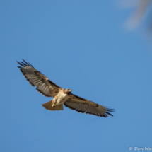 Red-tailed Hawk in Flight-12